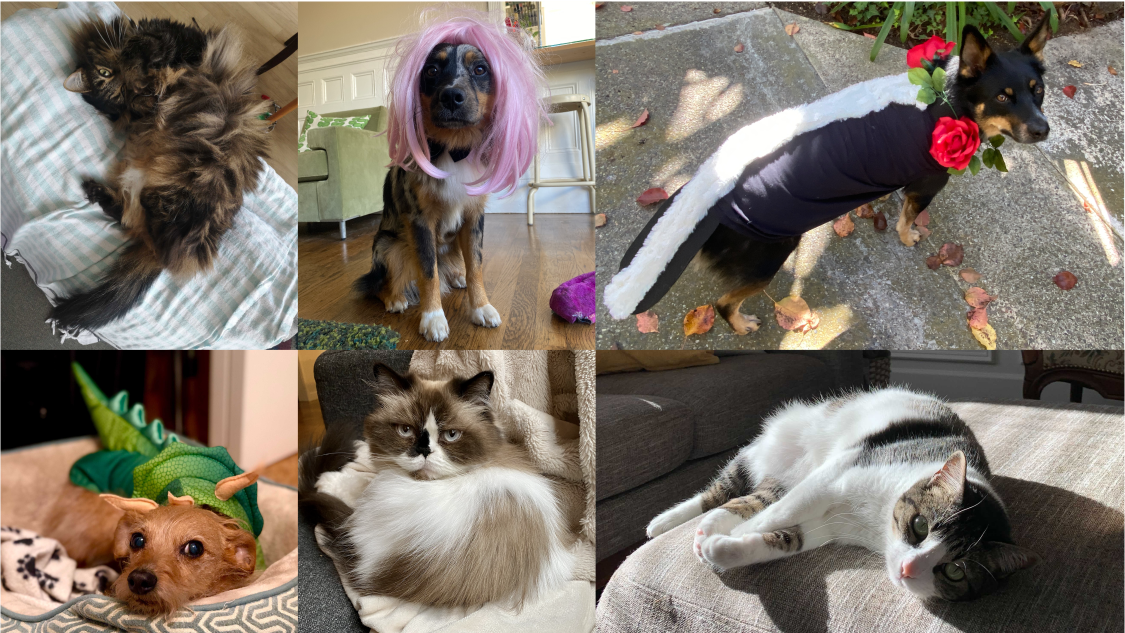 A collage of four photos: a fluffy cat laying down, a dog wearing a pink wig, a dog dressed as a skunk, a cat lying in the sun, a cat curled up in a blanket, a dog dressed as a dinosaur.